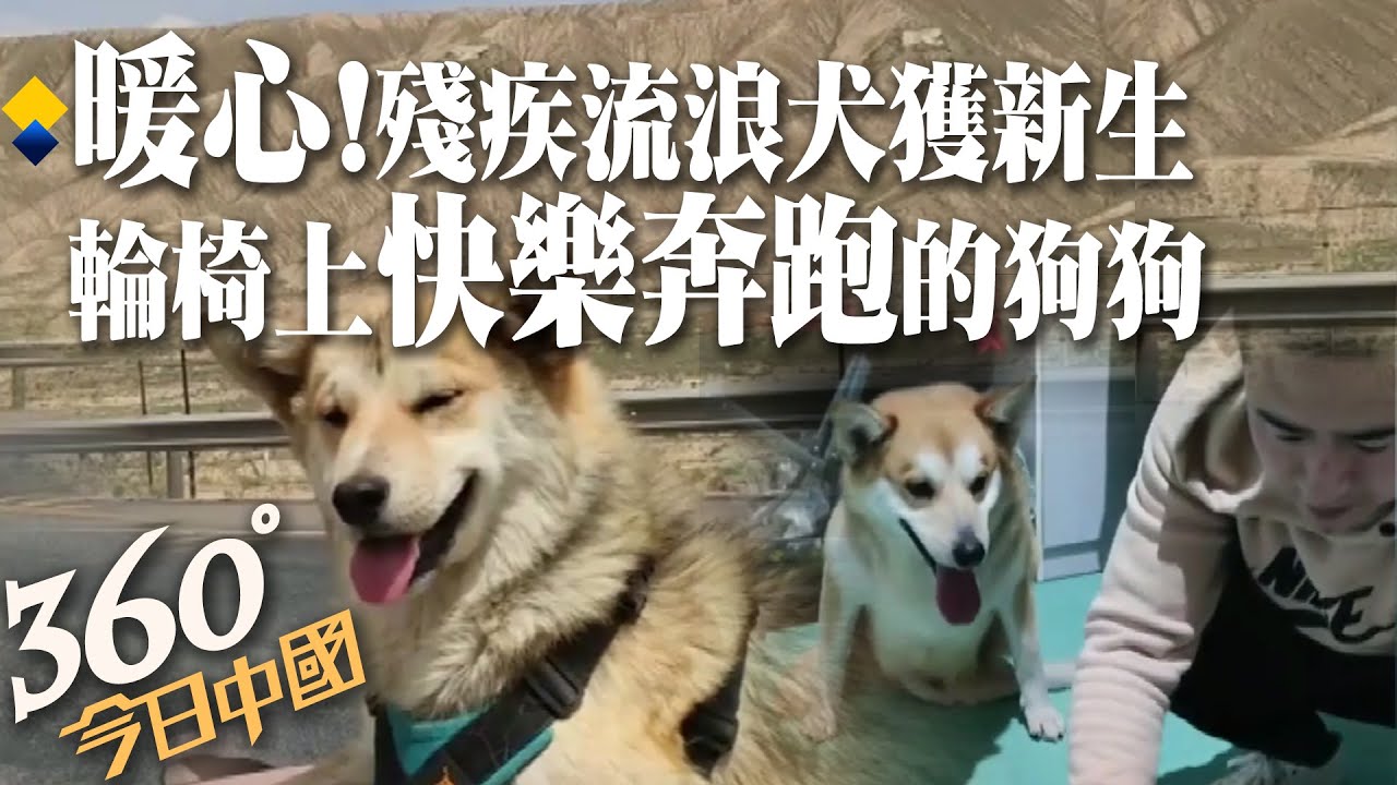 暖心! 殘疾流浪犬獲新生 輪椅上快樂奔跑的狗狗｜360&deg;今日中國 @中天新聞