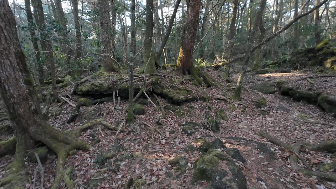 【4K】朝陽が差す青木ヶ原樹海を散歩／西湖（2026年2月14日撮影）