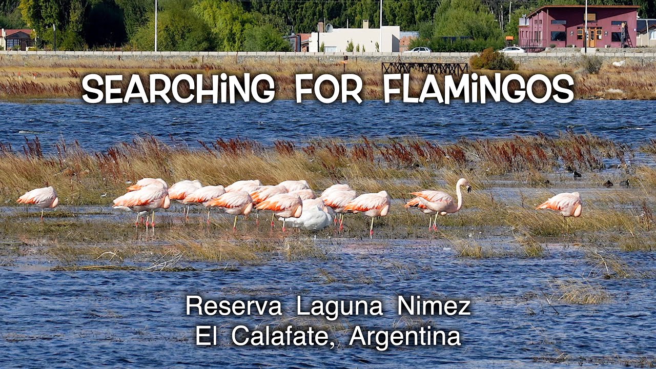 Searching for Flamingos at Reserva Laguna Nimez  in  El Calafate, Argentina