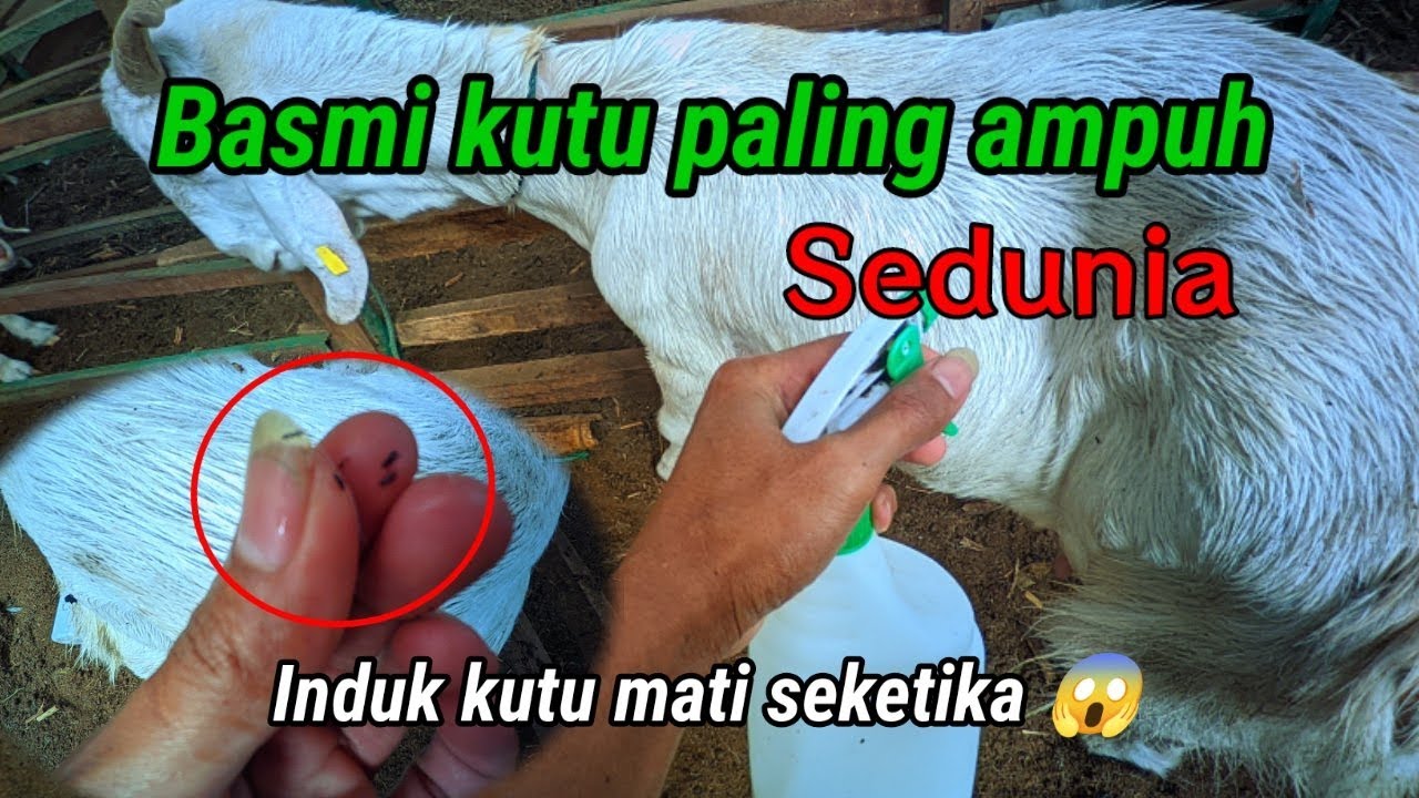 Benar benar obat kutu paling Ampuh!! Ribuan kutu tewas seketika