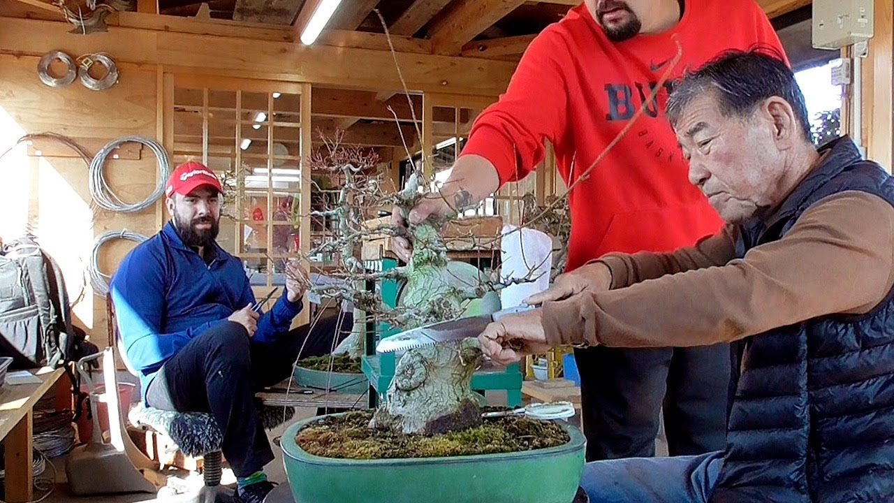 Cortando y vaciando un arce palmatum - Vlog Japón 30