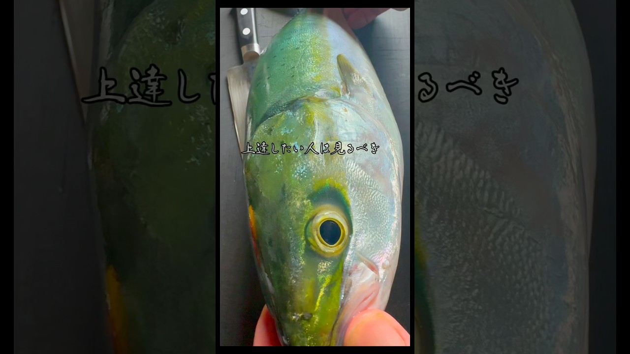 【少し特殊な捌き方】自分は3枚おろし&rarr;これ&rarr;完全な裏おろしの順番で覚えていきました😎 #晩酌 #料理 #さかな #さばき方 #ツバス#ブリ#ハマチ#shorts