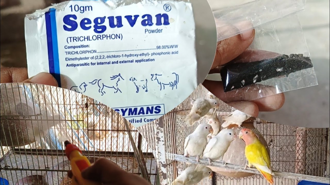 Mites Problem in Lovebirds | Disinfectant for Lovebirds | Seguvan Spray Pinki spray in Urdu Hindi |