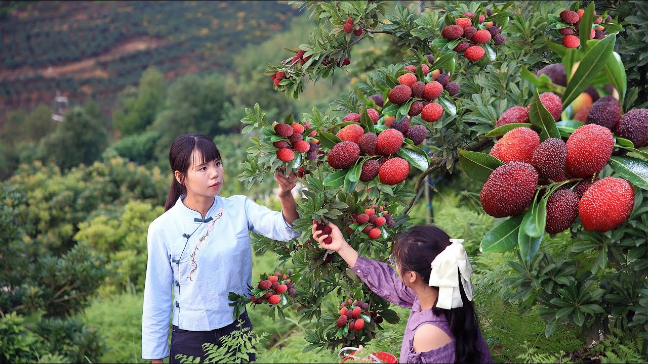 Who will disfavour bayberry!! if made in all delicious Chinese dessert有誰不喜歡吃楊梅呢，尤其是做成美味甜品丨Lizhangliu