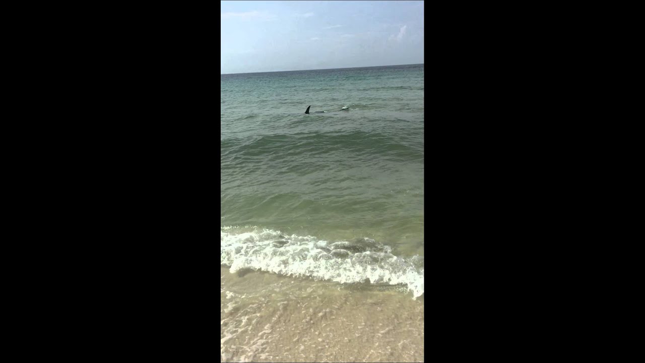 Huge Hammerhead Shark, Perdido Key 7/14/15 Laura Foy