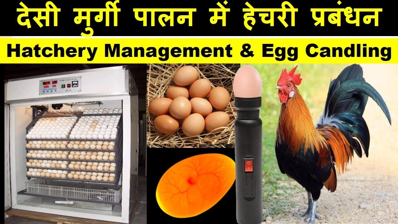 Hatchery Management & Candling in Desi Chicken Farming | देसी मुर्गी फार्मिंग में हेचरी प्रबंधन