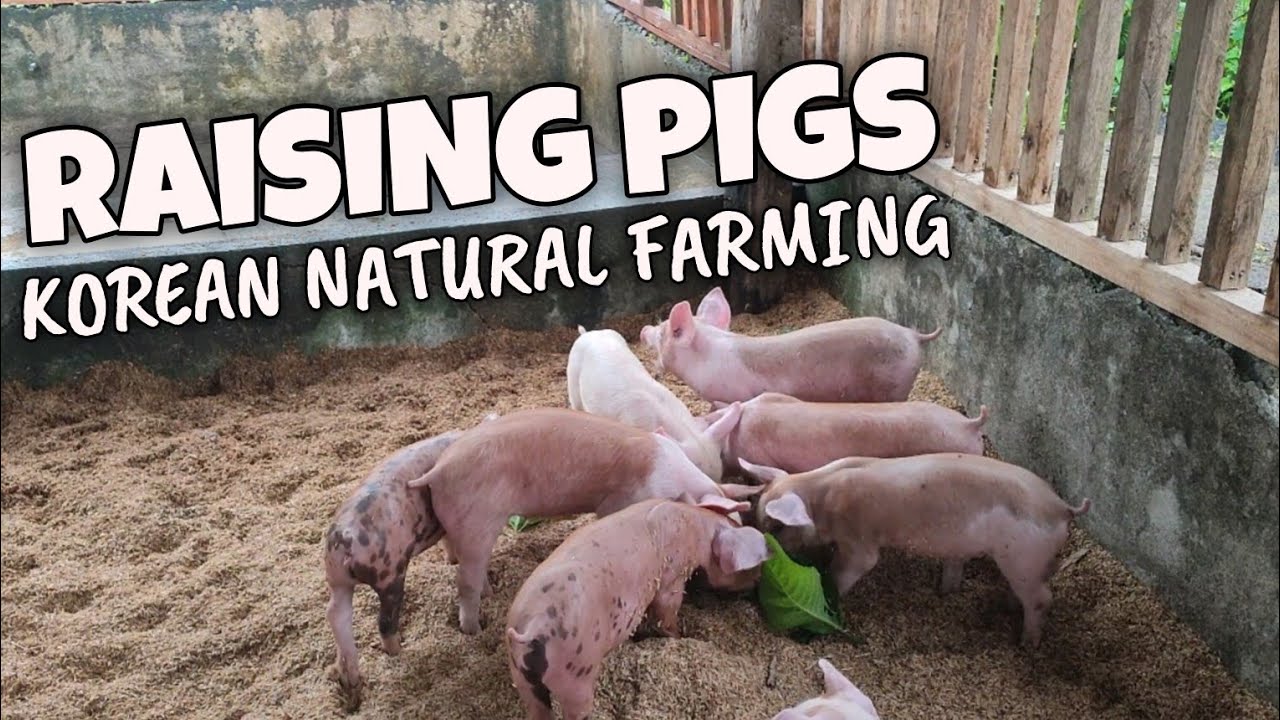 Raising Pigs in Korean Natural Farming Cage Set-Up| Odorless Pig Farming | Tips in Pig Farming 🐷🌱