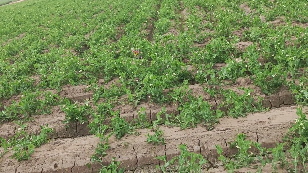 Peas crop cultivation in Pakistan / how to increase yield of peas in Pakistan