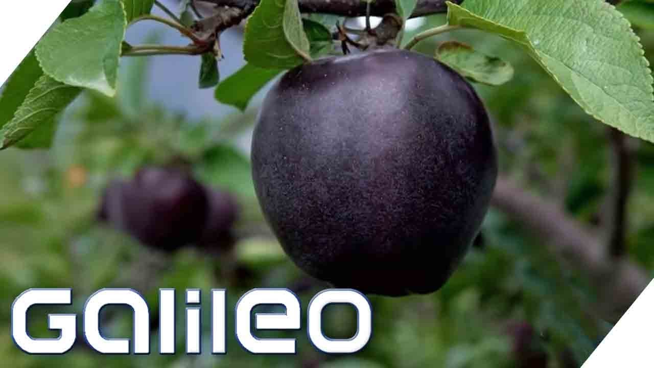 Schwarze Äpfel - Gibt es die Black Diamonds wirklich? | Galileo | ProSieben