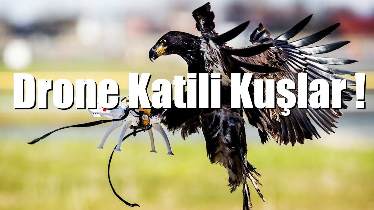DRONE KATİLİ KUŞLAR ( Drone Saldıran Kuşlar )