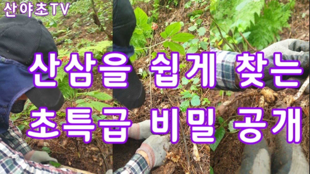 초보자 모여라~!! 심마니도 모르는 산삼을 쉽게 찾는 초특급 비밀 공개#1 Wild ginseng, 山參, 藥用植物 산야초TV#MyYearOnYouTube2023