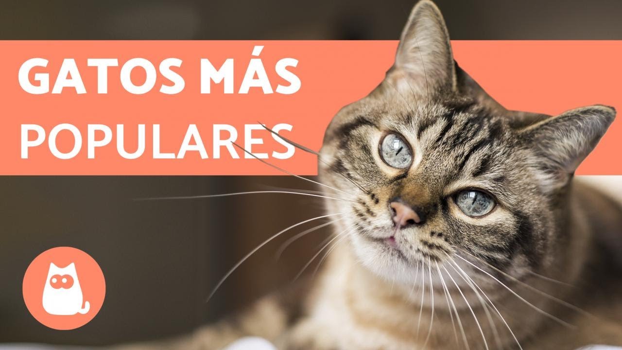TOP 10 Razas de Gatos MÁS POPULARES del Mundo