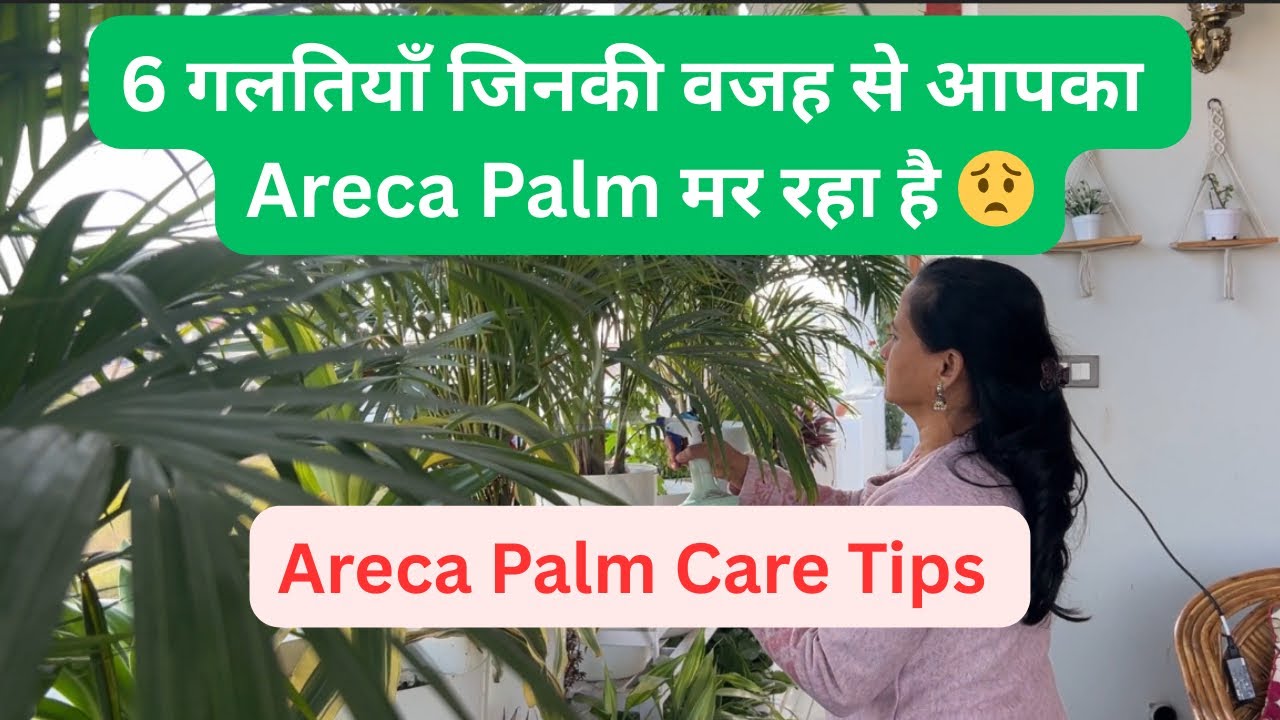 Areca Palm ke Patte Brown Kyun Ho Rahe Hain? | 6 Asli Reasons aur Solutions 🌱