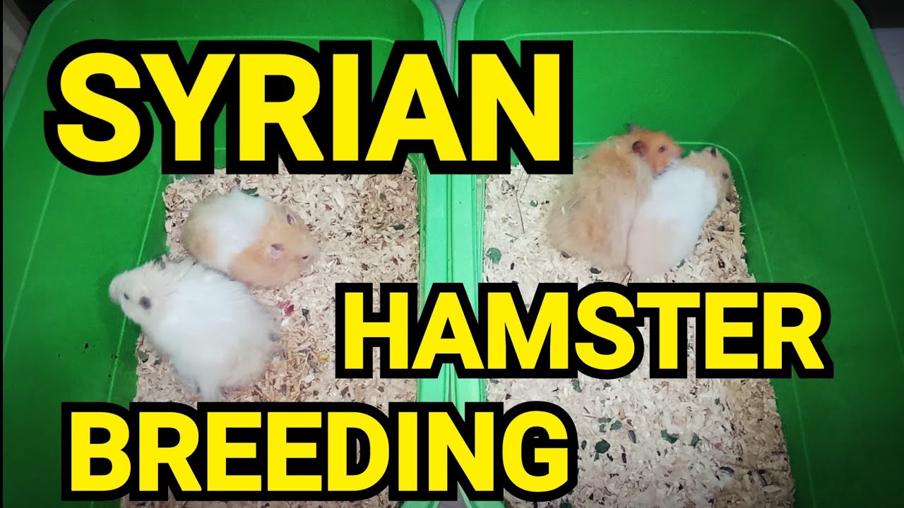 SYRIAN HAMSTER BREEDING