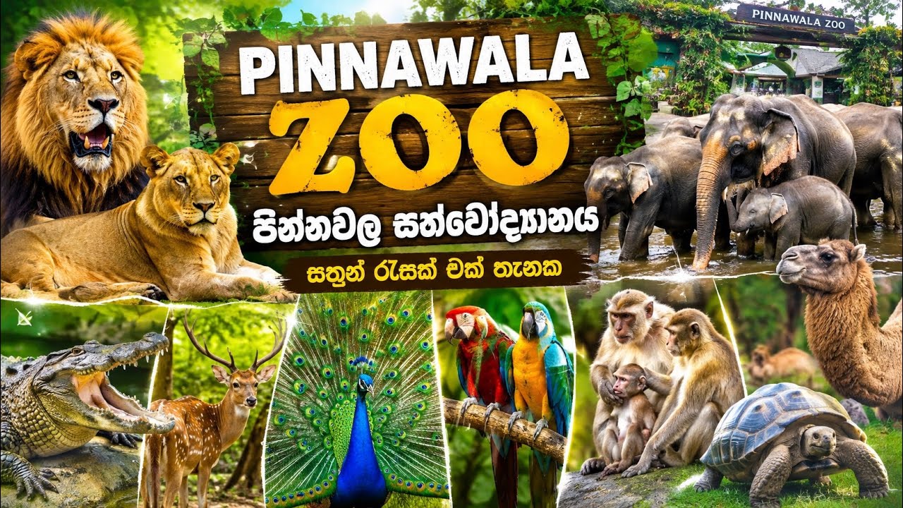 පින්නවල එළිමහන් සත්තු වත්ත | ලංකාවේ විශාලතම කිඹුලා 🐊 | Pinnawala Zoo | Animals Video 🐅🦜🦢🦧 Sri Lanka 