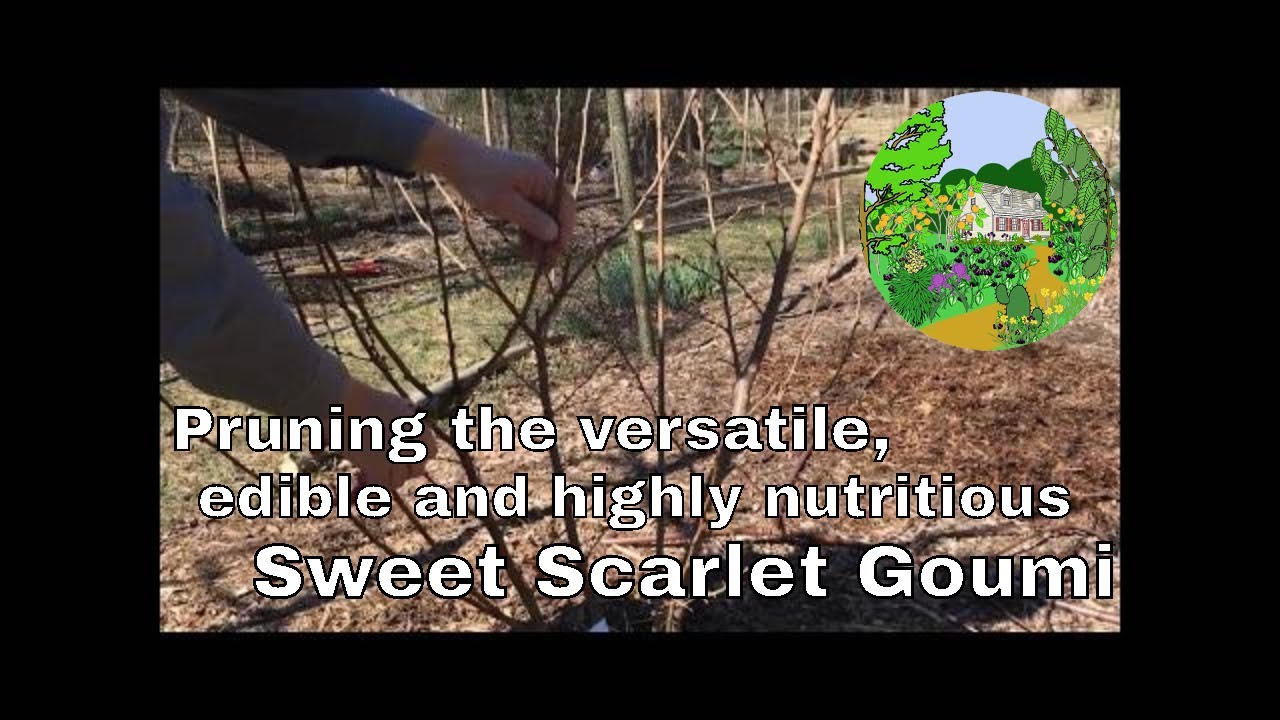 Pruning the versatile, edible and nutritious Sweet Scarlet Goumi