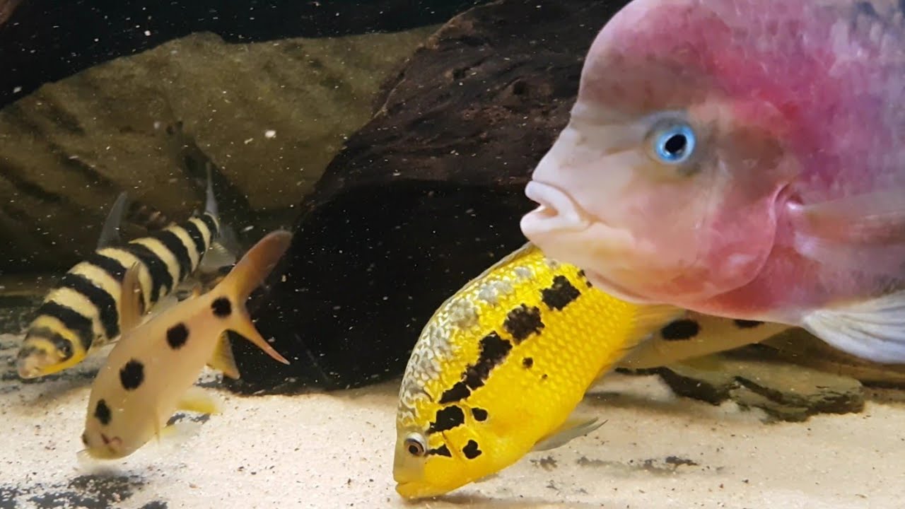 Community (cichlid/leporinus) tank update 01/2022