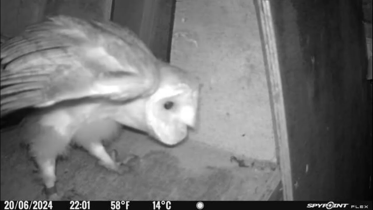 Filston Owl Box 21st June 2024