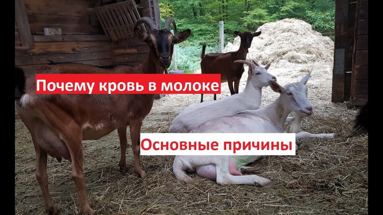 Кровь в молоке // Причины