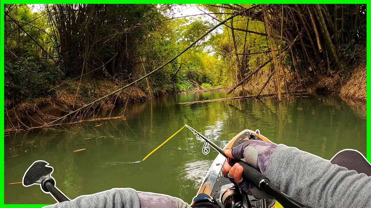 Pesca SALVAJE De LOBINAS En Puerto Rico