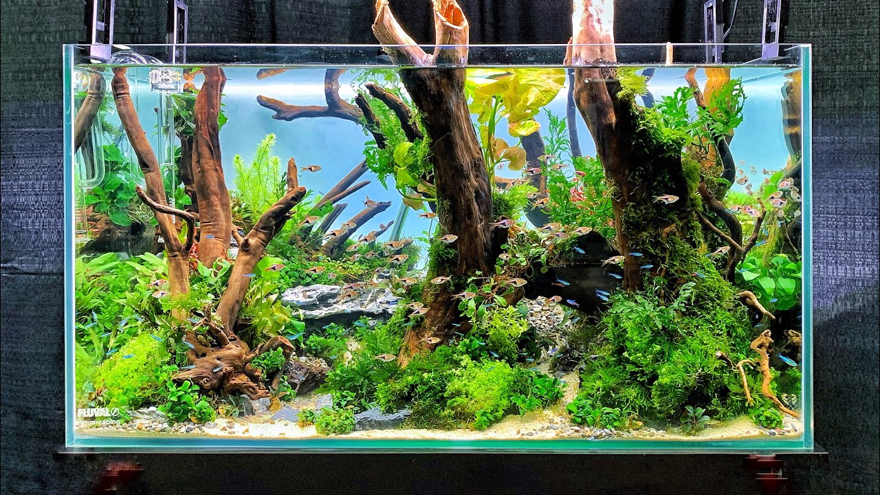 The BEST Aquascapes at Aquatic Experience 2019