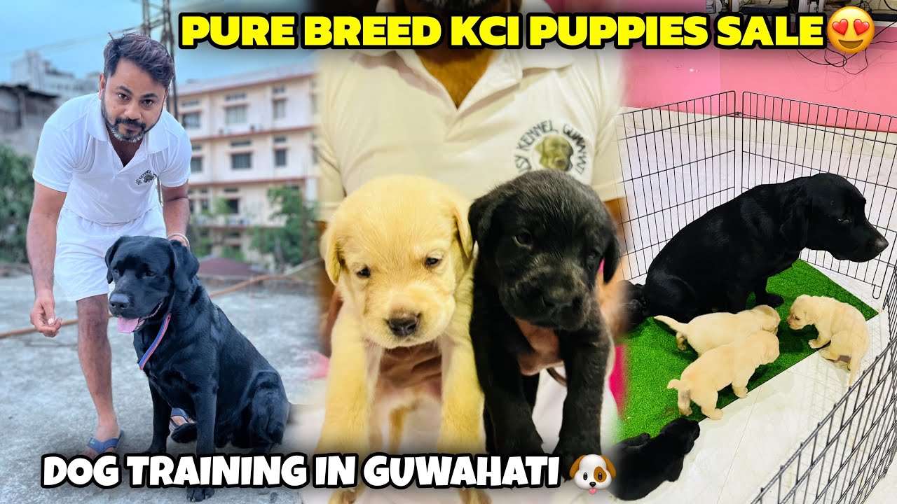 Homebreed Dogs Sale And Training in Guwahati | Daisy Kennel 😍