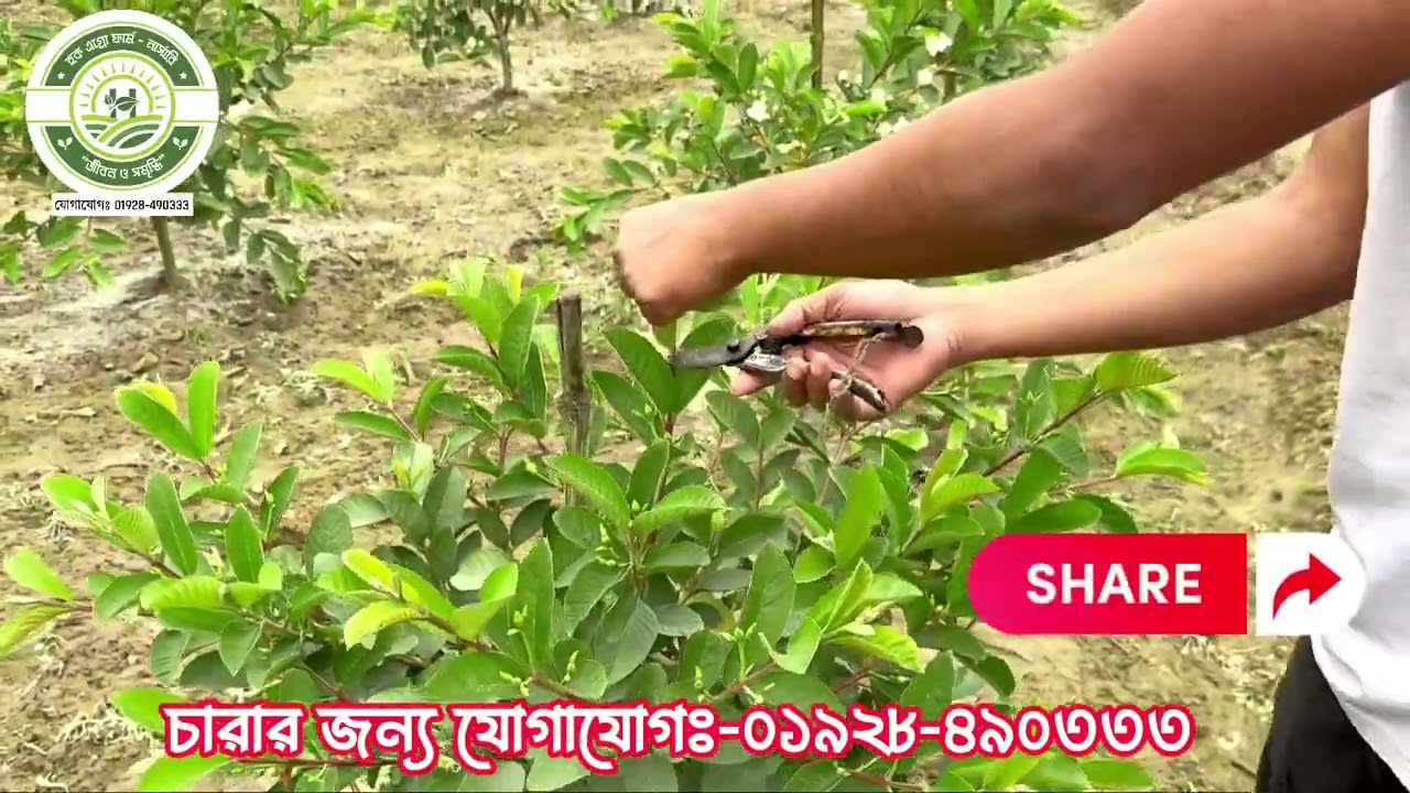 পেয়ারা গাছ কিভাবে প্রুনিং বা ডাল কাটিং করে ঝোপালো করবেন জানতে সম্পূর্ণ ভিডিওটি দেখুন।
