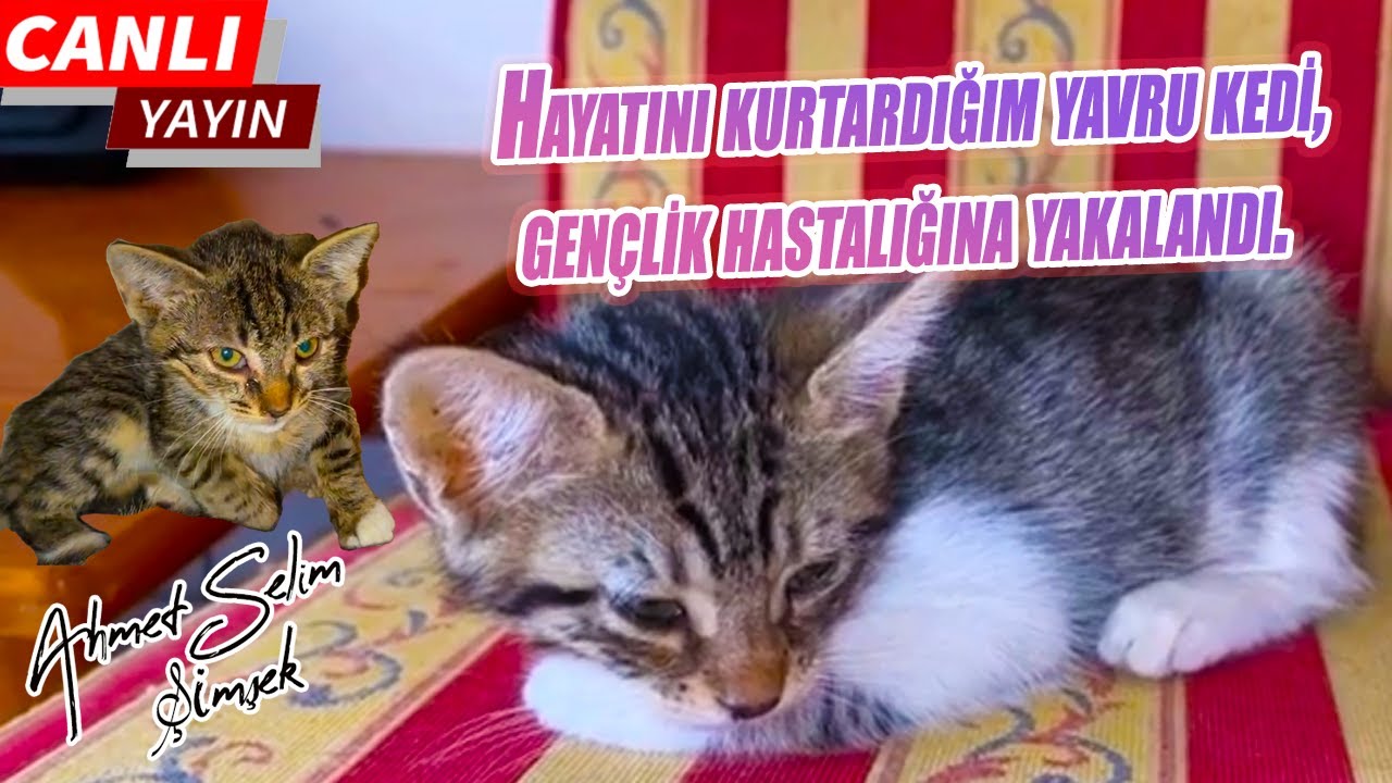 Hayatını kurtardığım yavru kedi, gençlik hastalığına yakalandı.