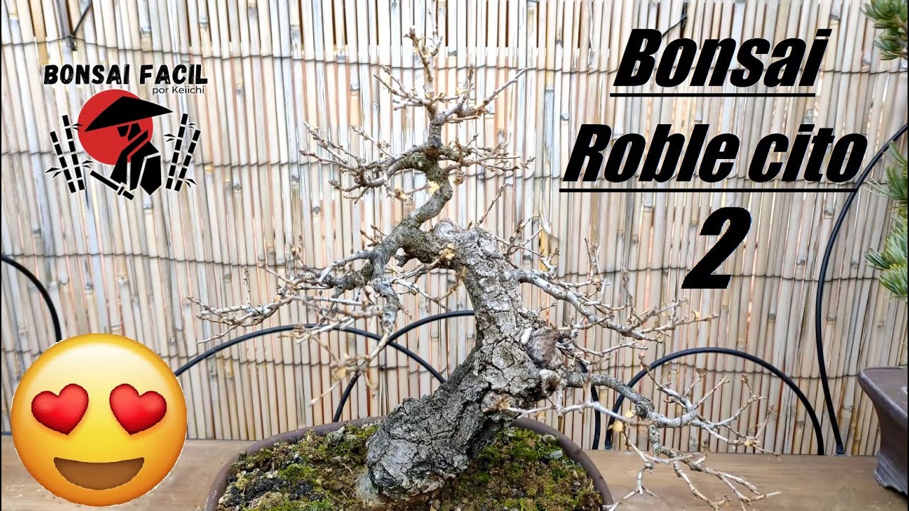 Repaso al Roble cito2 Bonsai Facil