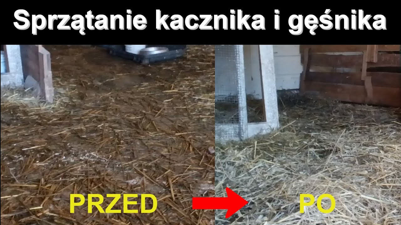 Sprzątanie kacznika i gęśnika. Co robię z brudną ściółką?