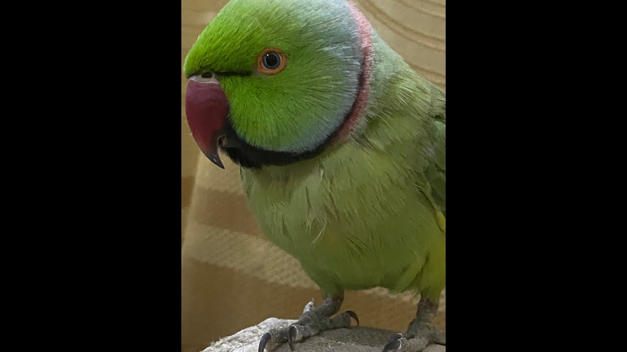 Live talking with parrots 🦜😂😂 fun with parrots 🦜