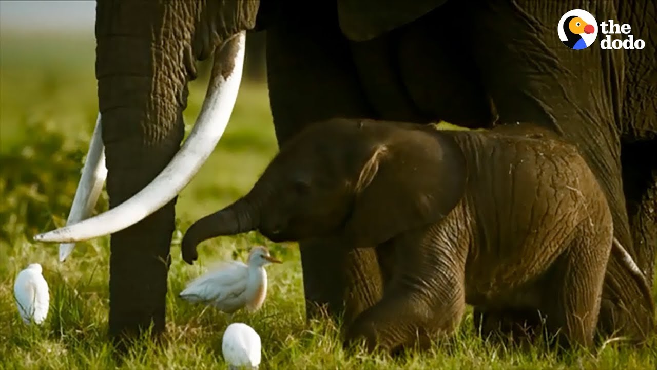 This Elephant Fought Off A Lion When His Family Was In Danger  | The Dodo