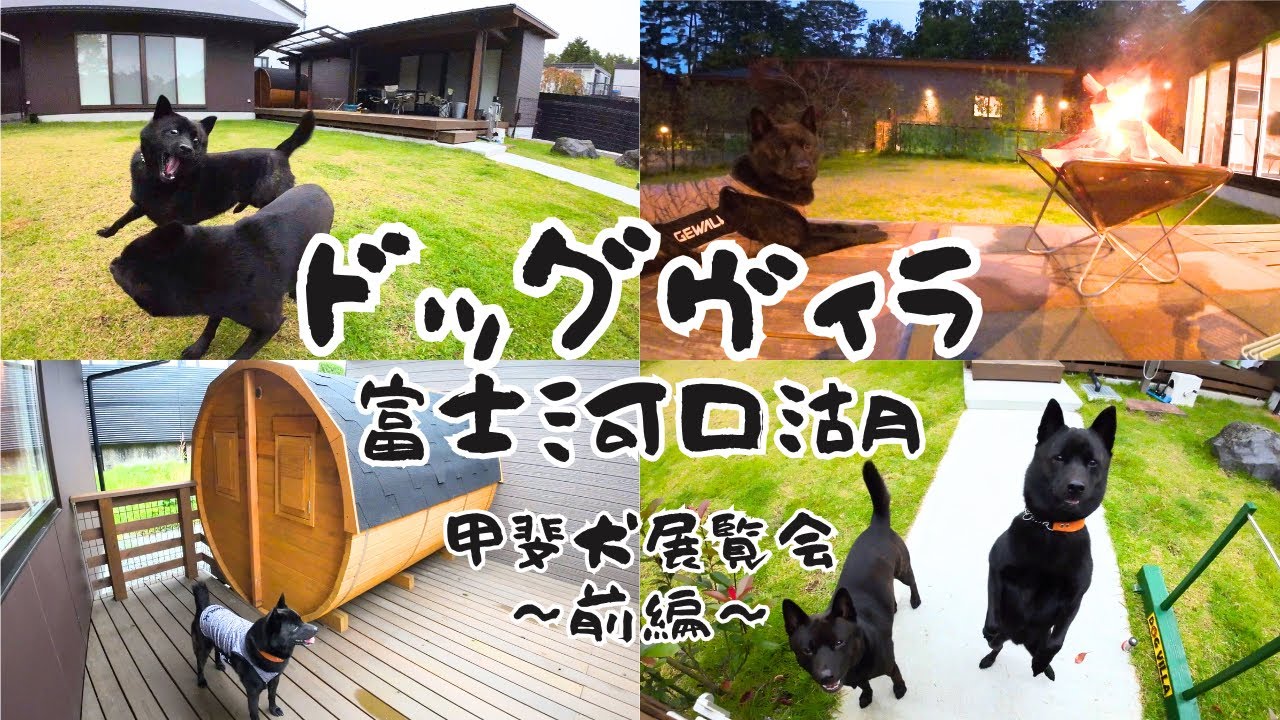 甲斐犬展覧会へ行く‼️ドッグヴィラ富士河口湖にお泊まり編🏡