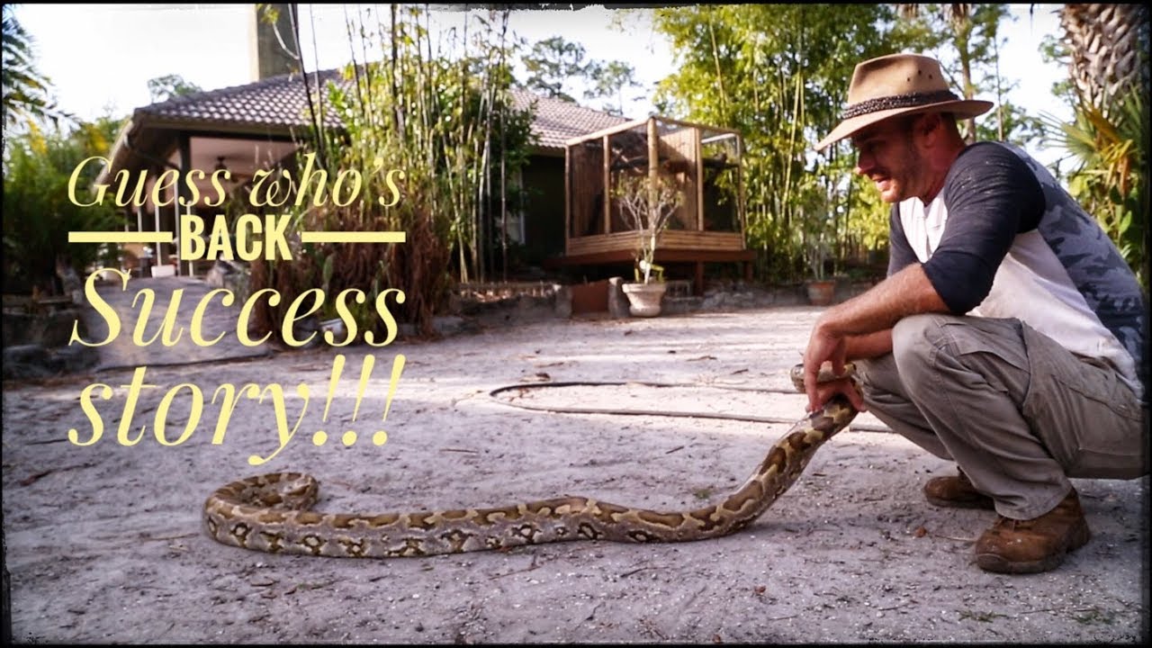The Indian Python finally ATE & looks GREAT!
