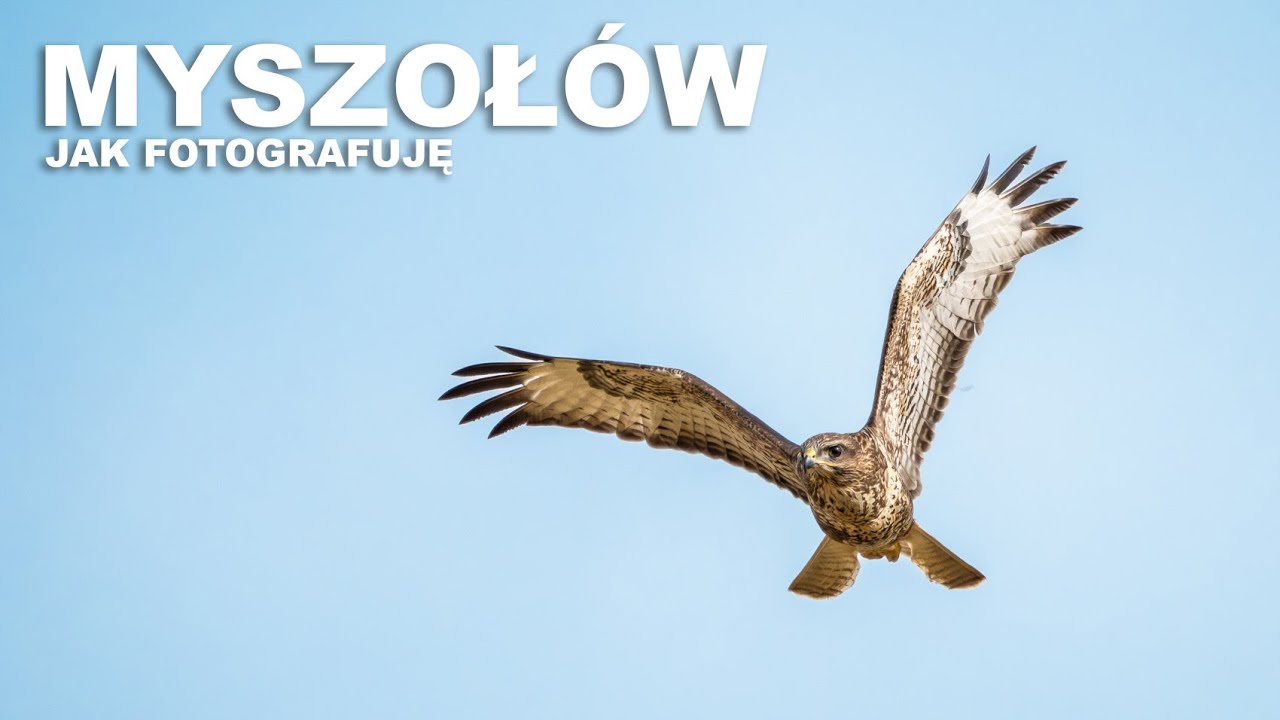 MYSZOŁÓW - Jak Fotografuję // Fotografia Przyrodnicza // OM SYSTEM // Fotografia Ptaków
