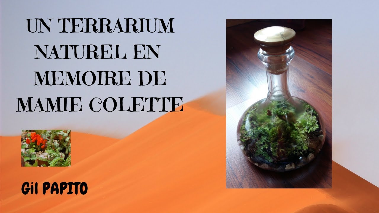 Un terrarium naturel en mémoire de Mamie Colette