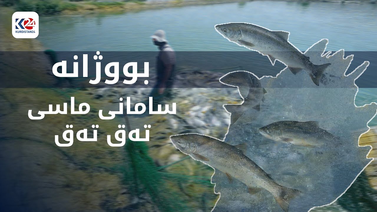 بووژانەوە | سامانی ماسی تەق تەق