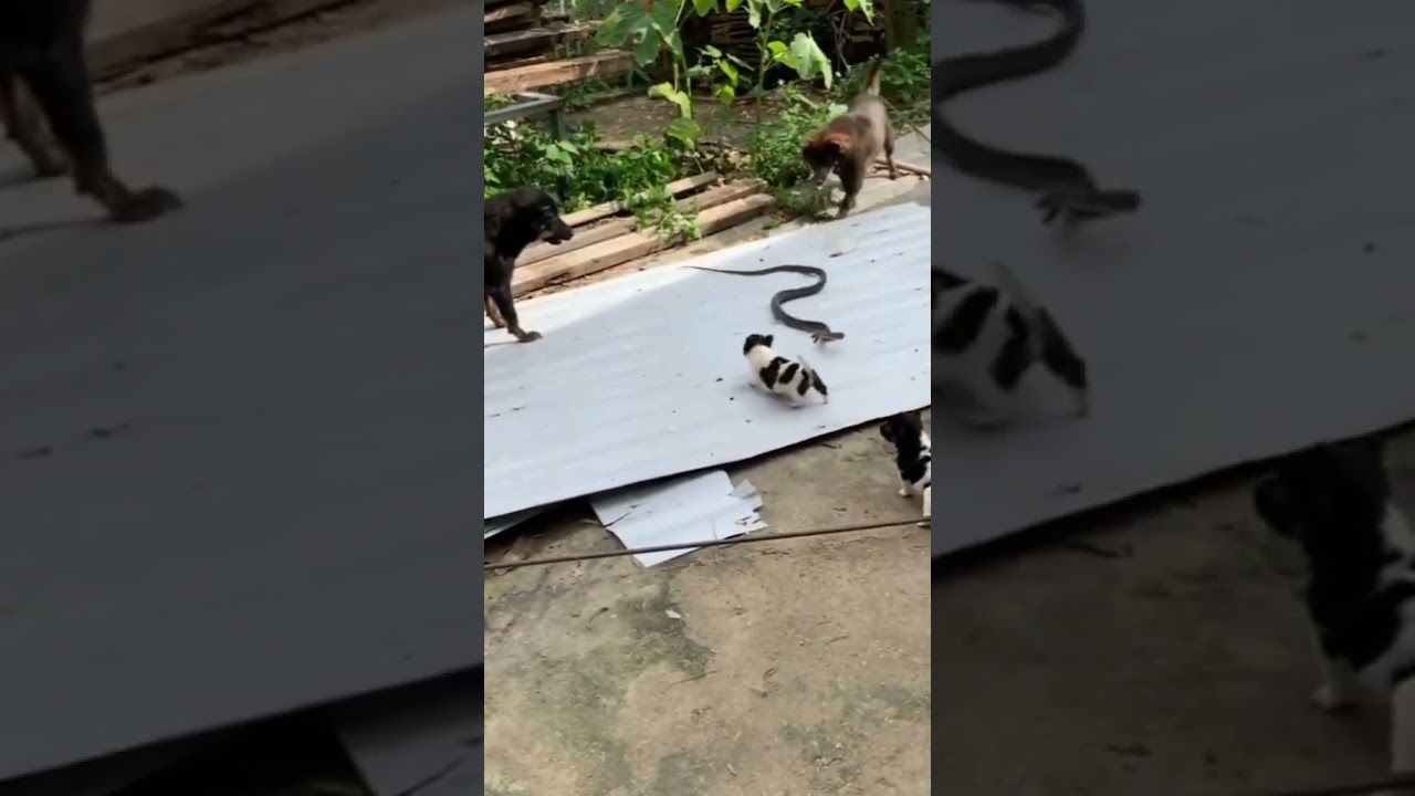 Snake bite Dog #shorts #viral #dog #snake