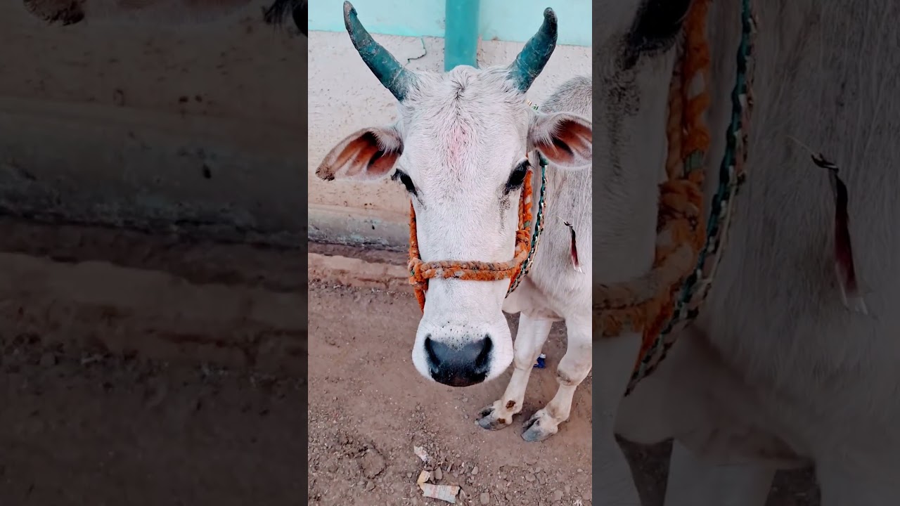 White Cow | Indian Desi Cow | Desi Gay | gau mata, desi gaiya , short, video, status