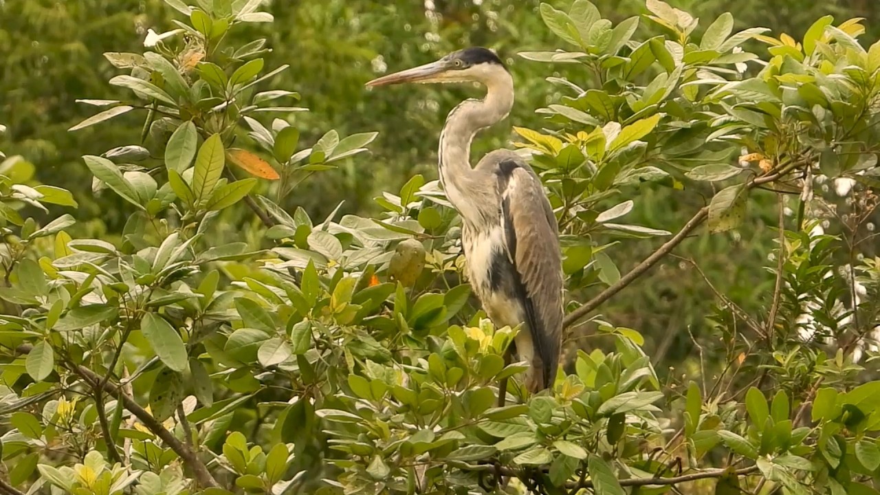 Cocoi Heron (Ardea cocoi) Garça-moura, Opportunist Bird in Wait, Maguari, Birds from Flooded Regions