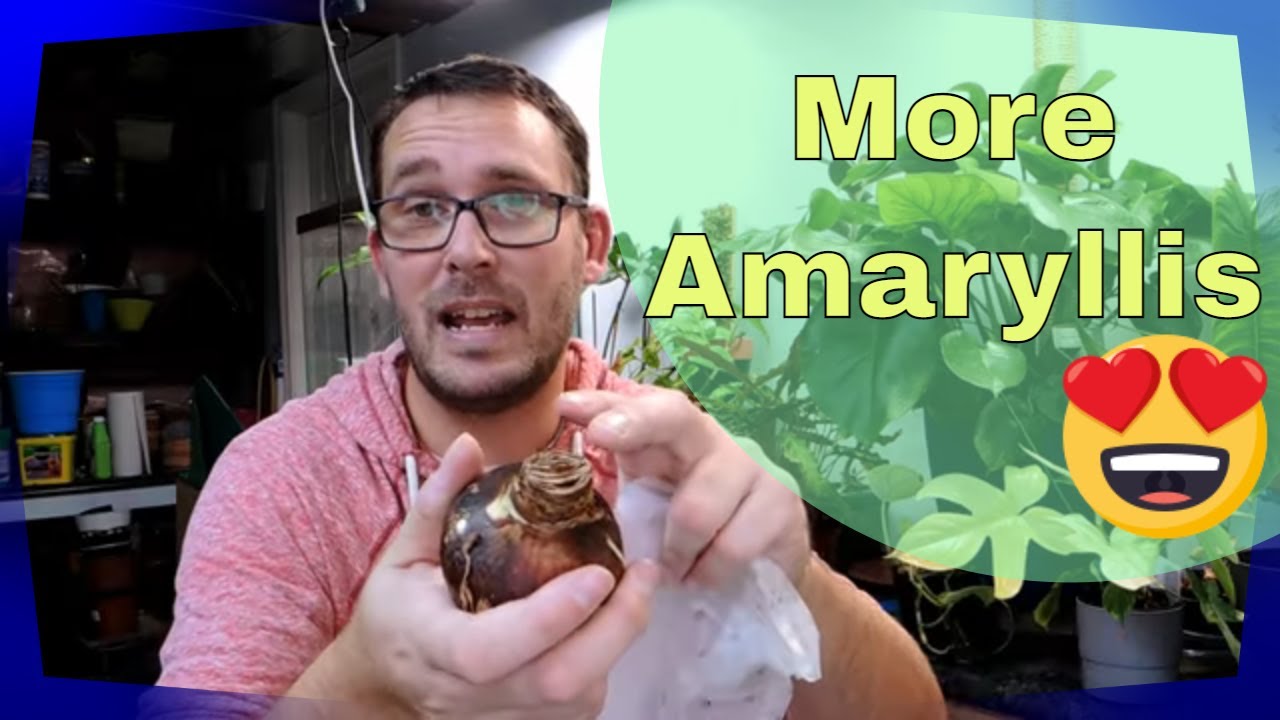 My New Amaryllis and care tips | Hippeastrum