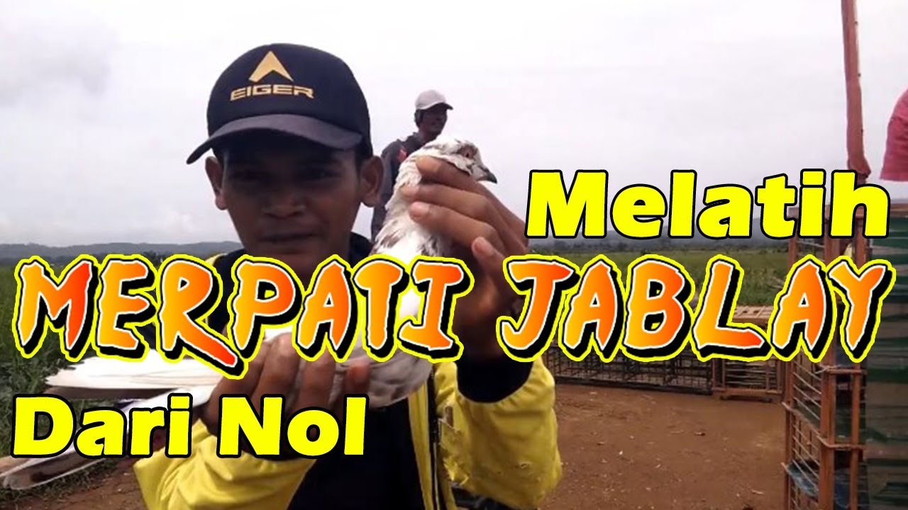 Cara Melatih Merpati Jablay Dari Nol Sampai Jadi Player Serta Tidak Terbawa Tinggi