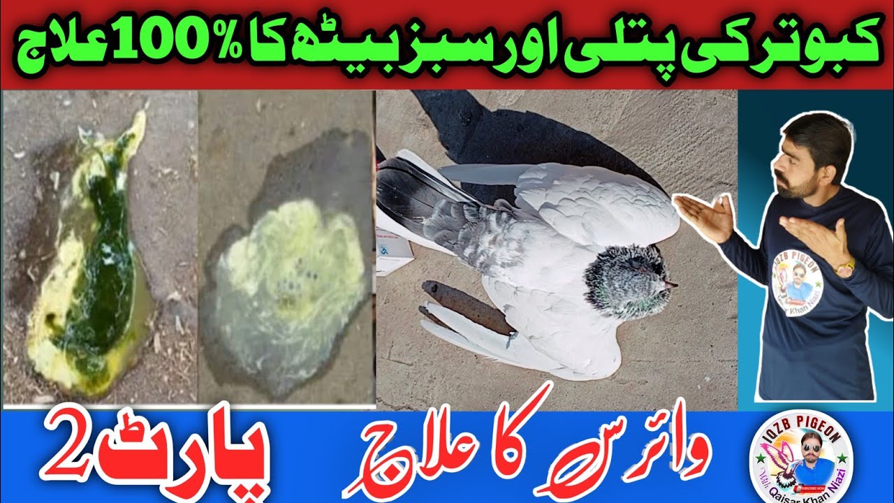 Treatment for pigeon's vegetable bite|Treatment for pigeon virus|IQZB pigeon