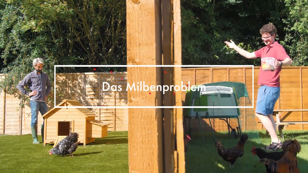 Die rote Vogelmilbe in H&uuml;hnerst&auml;llen vermeiden & bek&auml;mpfen &brvbar; Omlet Eglus