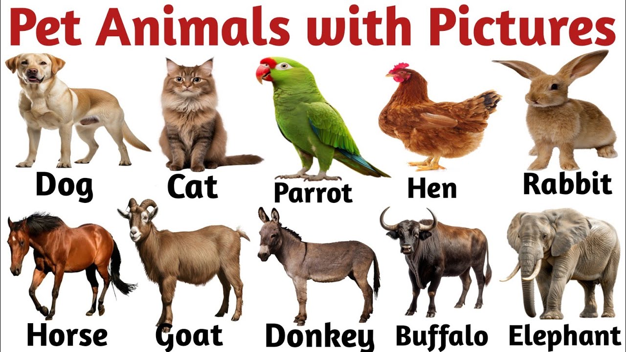 Animals Name | Domestic Animals | Pet Animals with pictures | Pet animal names #domestic
