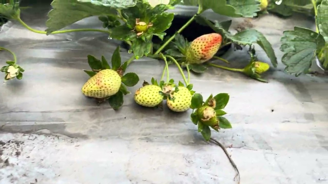 Organic strawberry garden Chirang Assam