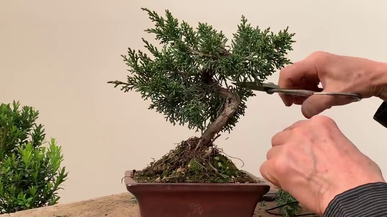 Improving Commercial Bonsai - Part 1 Junipers