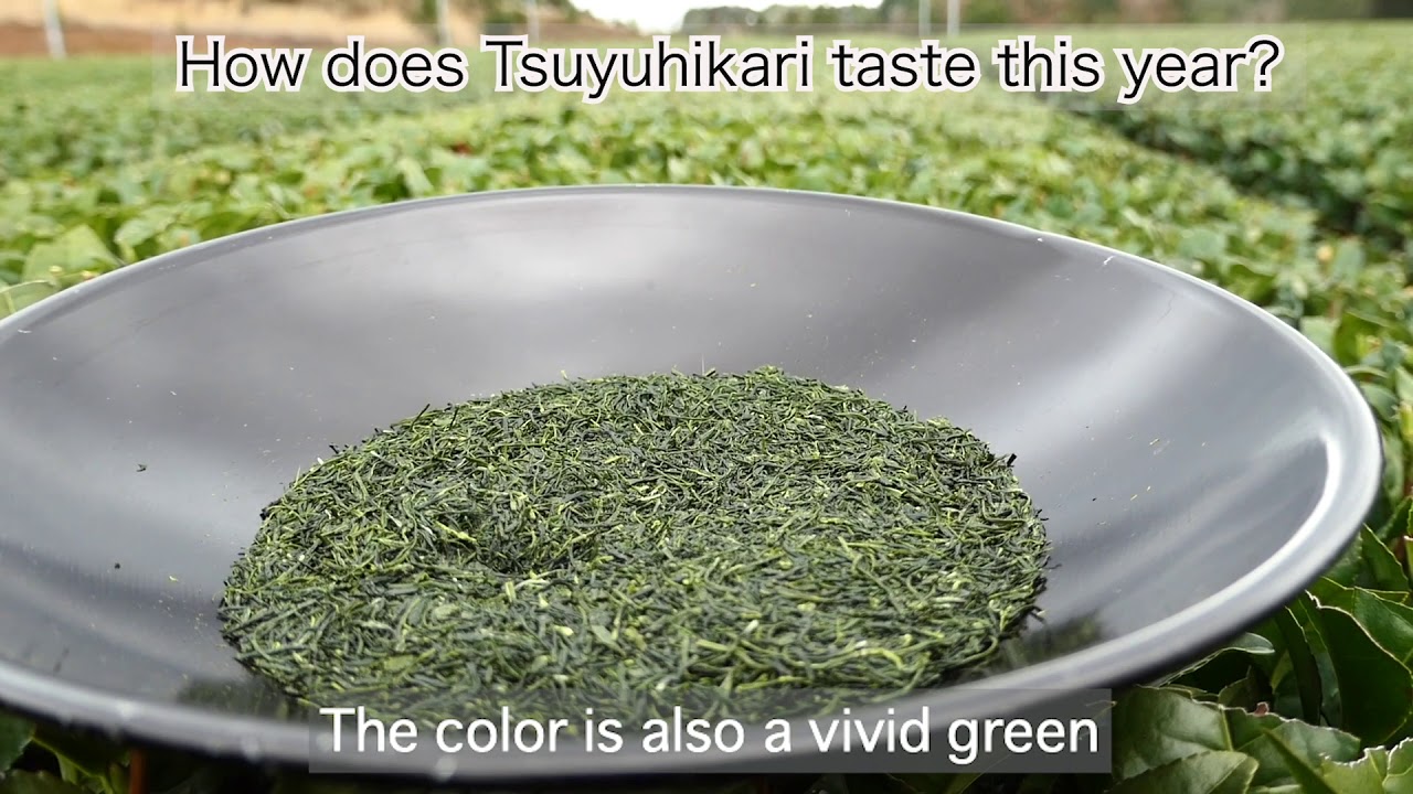 Tamaryokucha - Tea Cultivation, Processing and Brewing Guide