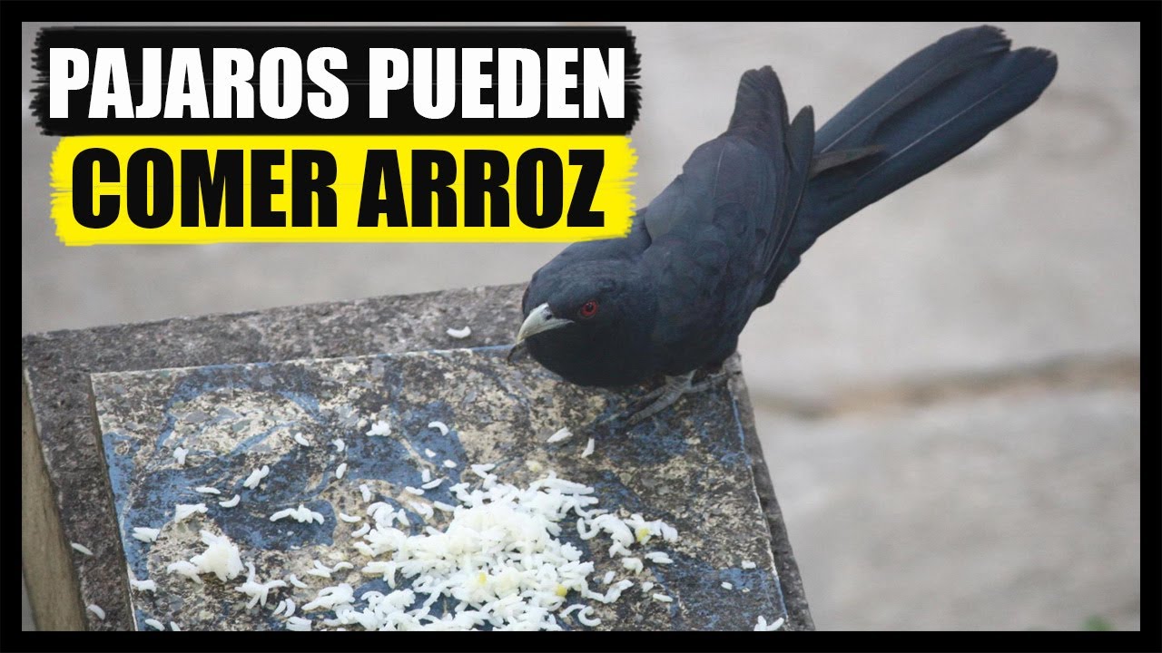 Los pájaros pueden comer arroz