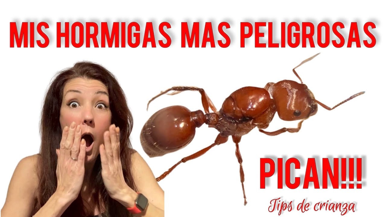 Pogonomyrmex barbatus - Tips de cría